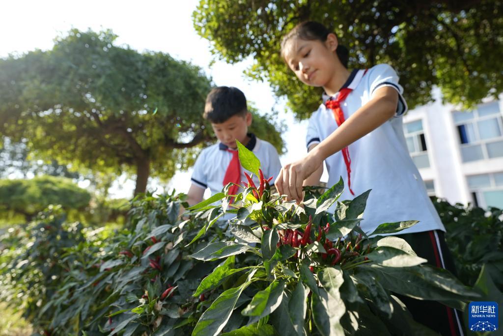 手机庄闲分析软件